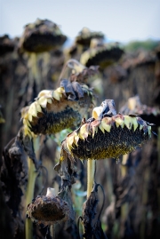 Sunflowers 2